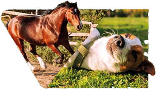 Cavalo e cachorro no campo